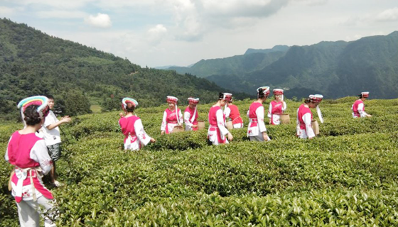 桑植白茶歌出“炉″