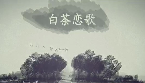 桑植白茶恋歌