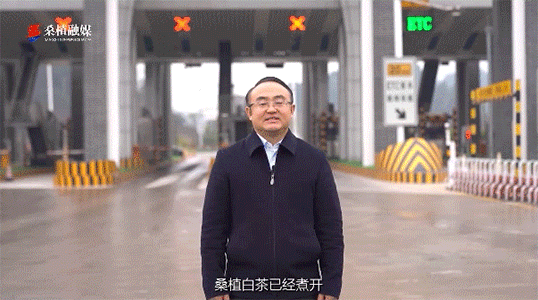 县长两次喊话的背后，桑植白茶都是不可忽视的背景元素！